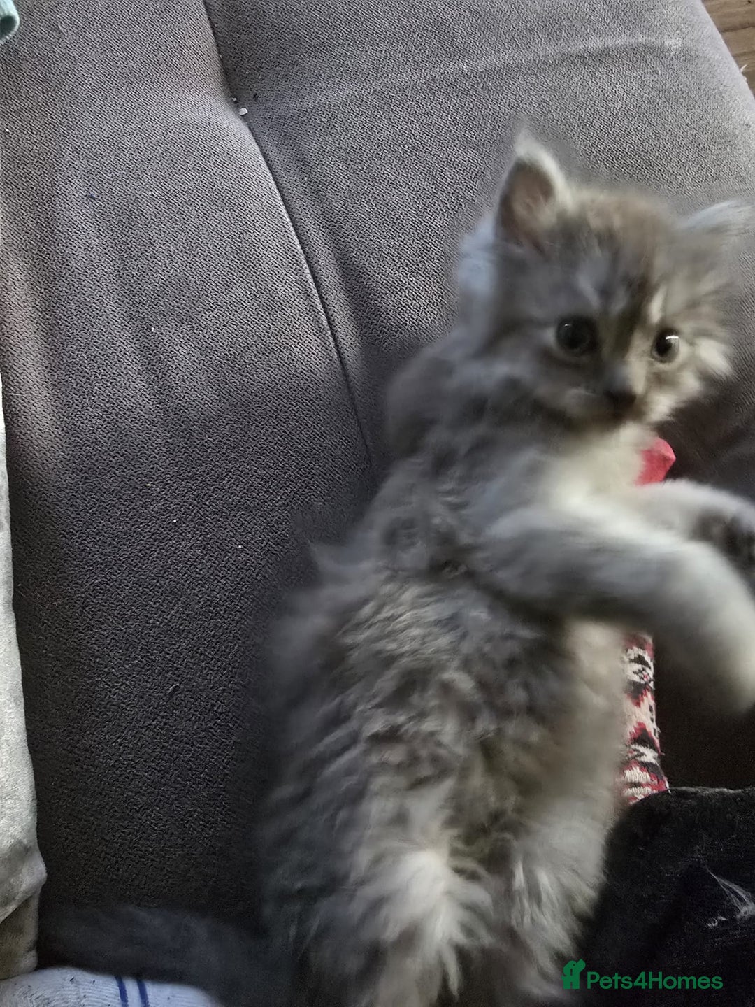 Persian cats for sale: 3 stunning Persian kittens ready now.  - Advert 25