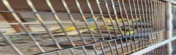 Budgerigars birds for sale: Beautiful baby budgies  in Oakham - Advert 5