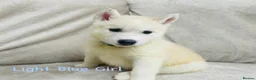 Siberian Husky dogs for sale: Stunning husky puppies - RARE white/cream  - Advert 1