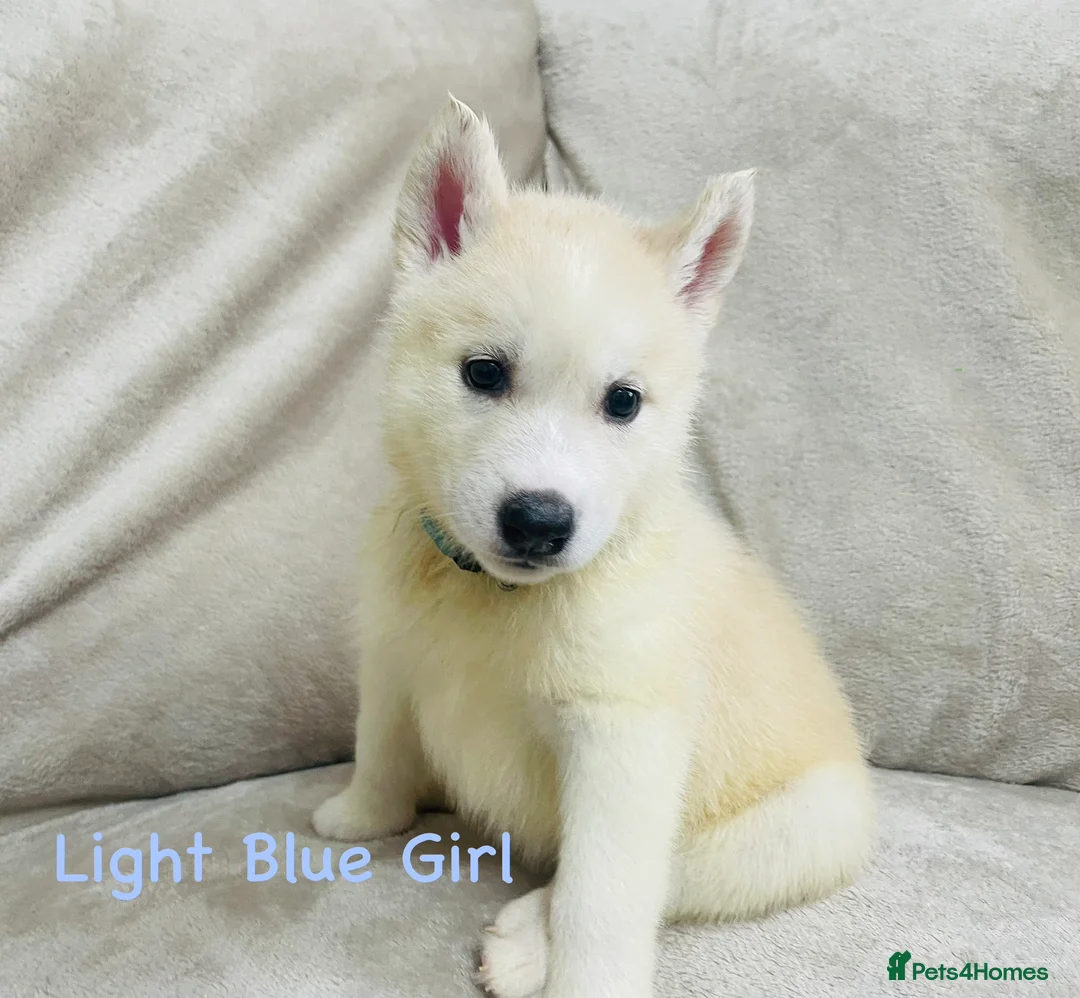 Siberian Husky dogs for sale: Stunning husky puppies - RARE white/cream  - Advert 1