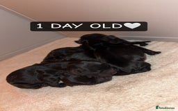 Cocker Spaniel dogs for sale: COCKER SPANIEL PUPPIES  - Image 3