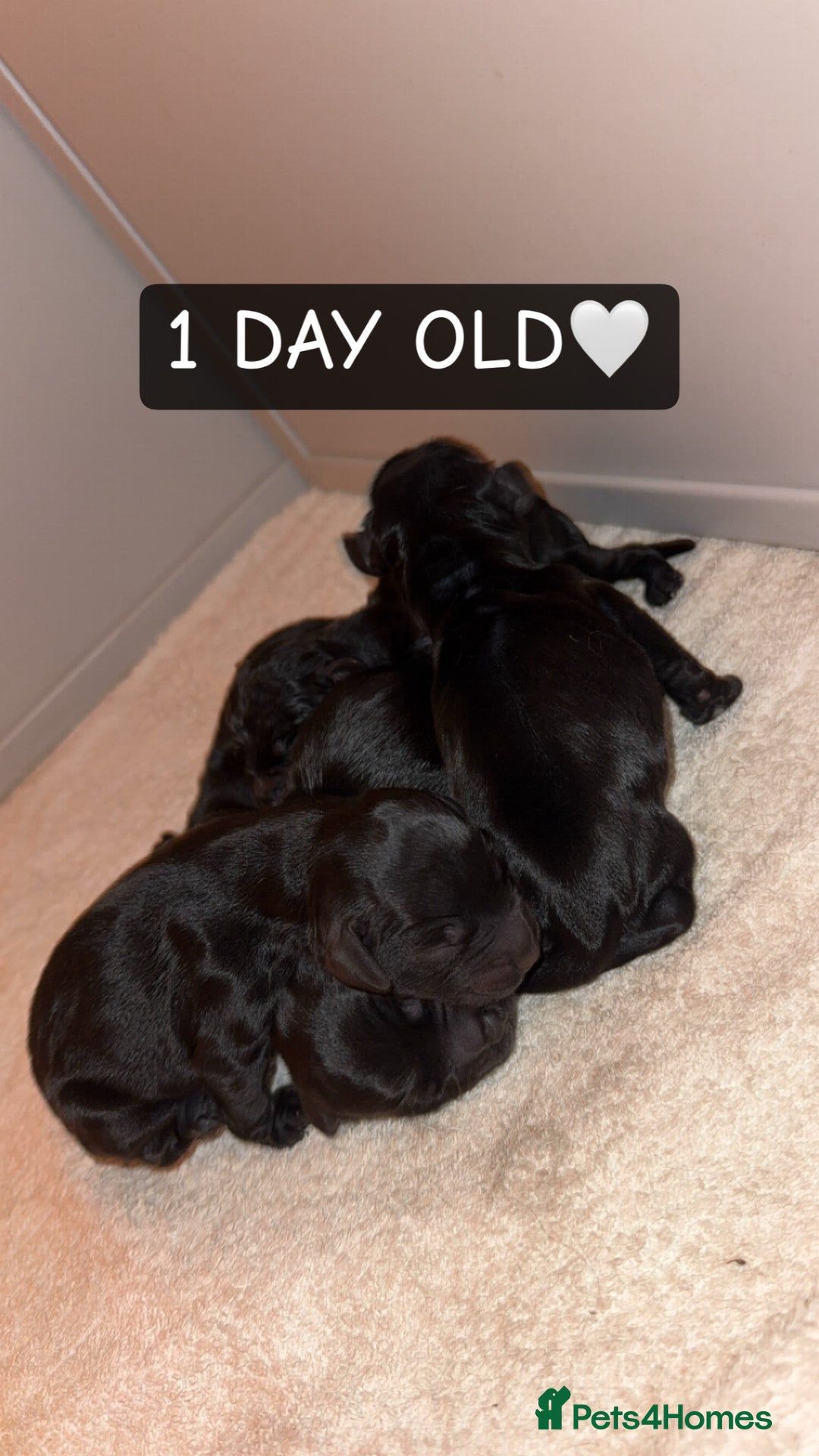 Cocker Spaniel dogs for sale: COCKER SPANIEL PUPPIES  - Image 3
