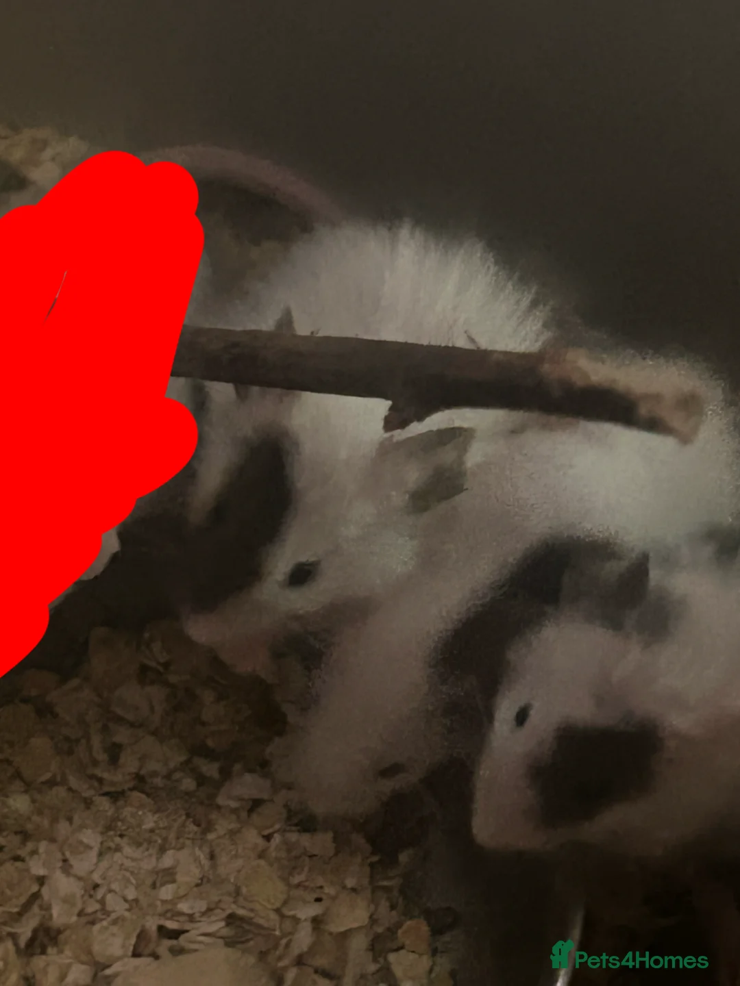 Mouse rodents for sale: (URGENT) FANCY MICE MALES!! (ONLY 2 LEFT!!!)  - Advert 4