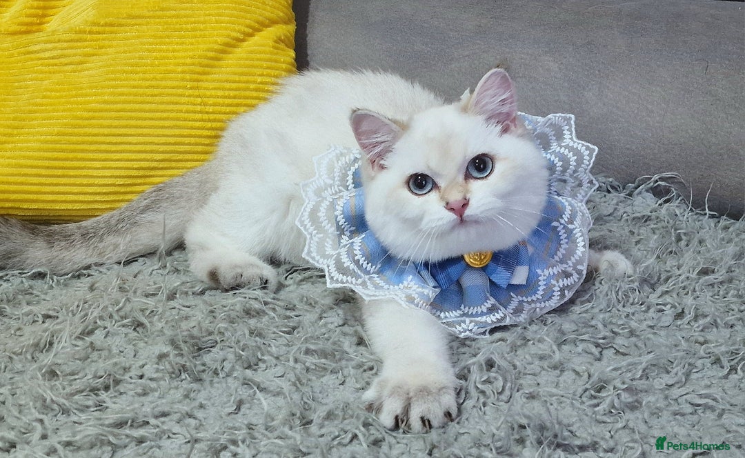 British Shorthair cats for sale: Golden British shorthair Pedigree Neutered  - Image 21