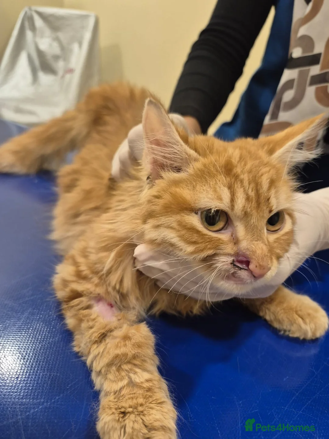 Mixed Breed cats for adoption: Taco bell - Advert 1