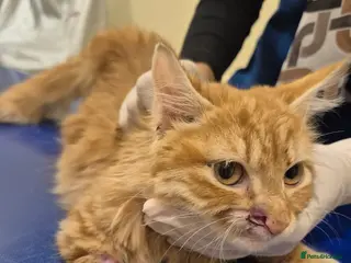 Mixed Breed cats Taco bell - Advert 11