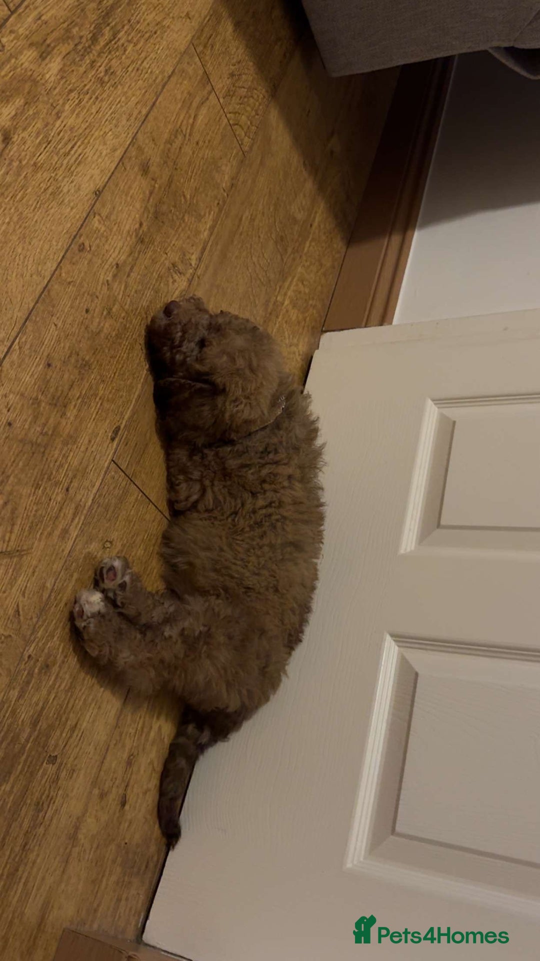 Cockapoo dogs for sale: Berdoodle 11 weeksold FULLY VACCINATED  - Image 10