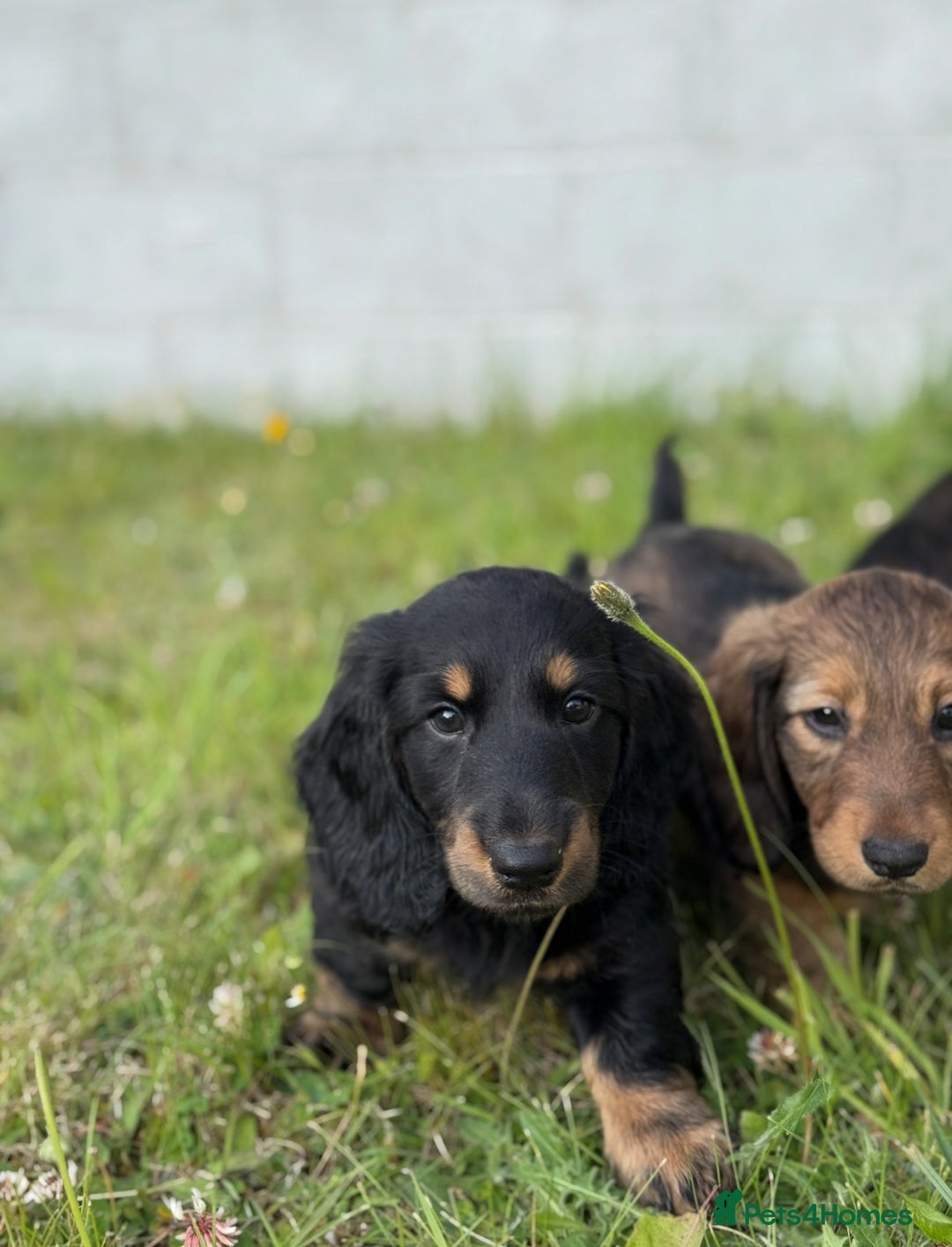 Dachshund dogs for sale: Black and Tan Dog - KC Registered Long-Haired Dachshund Puppies - Image 19