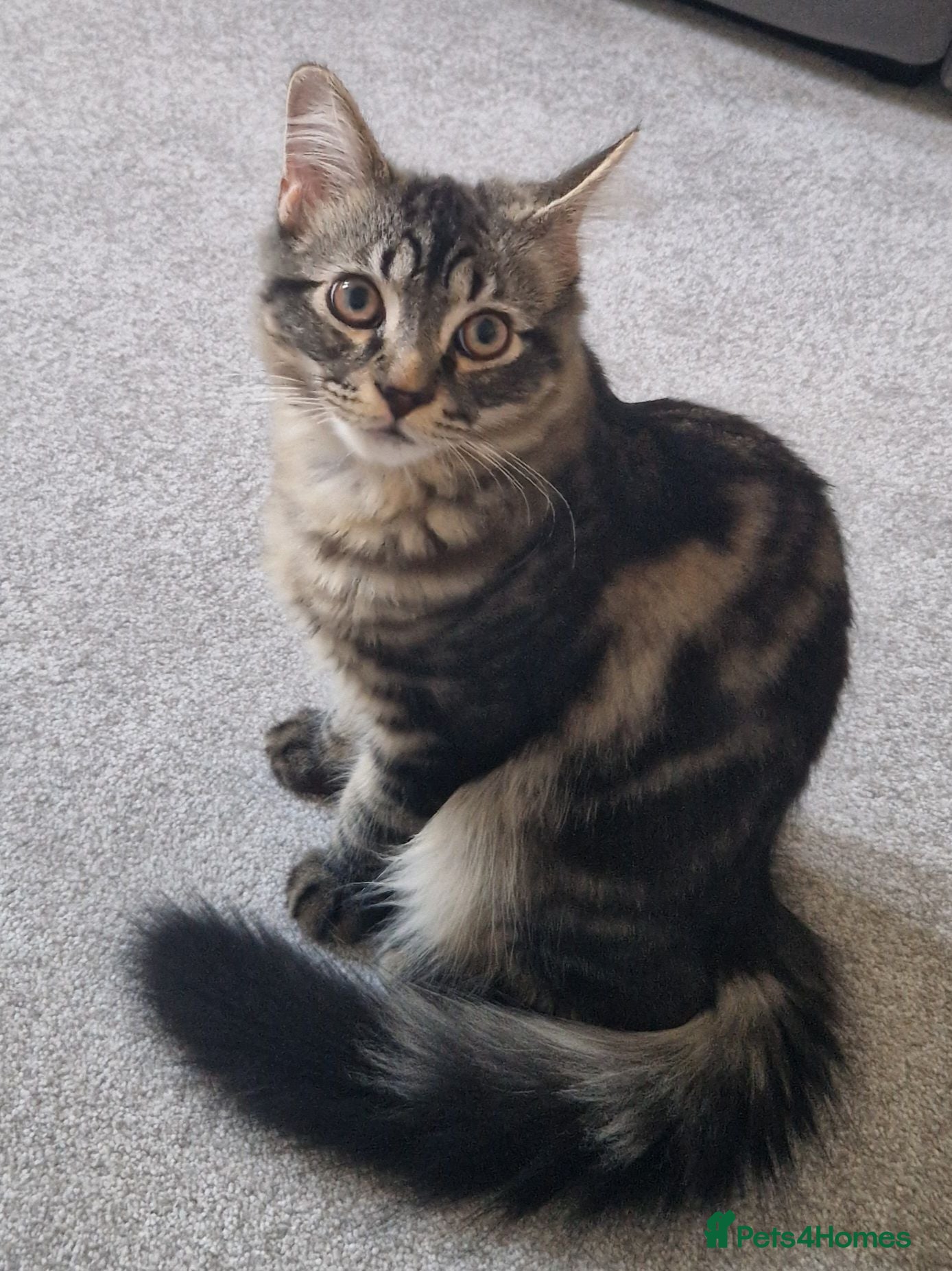 Mixed Breed cats Rare Siberian Mixed Kitten - Advert 3