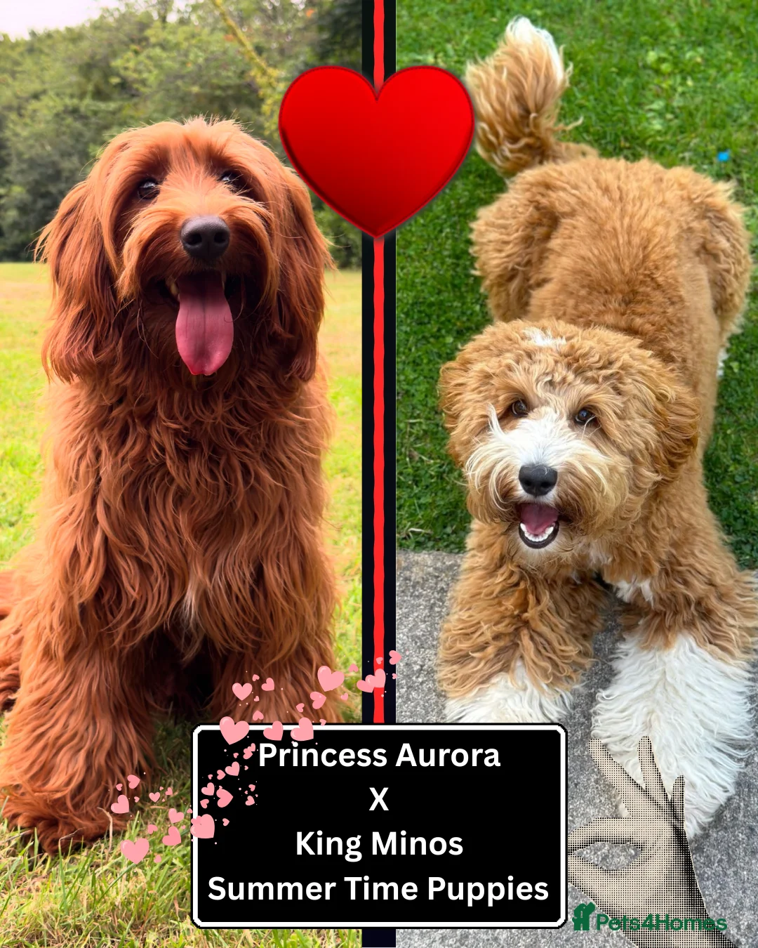 Australian Labradoodle dogs for sale: ✨ Superior Australian Labradoodles WALA✨  - Advert 2