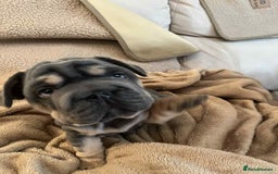 French Bulldog dogs for sale: Only 3 boys left, 5⭐️KC frenchies carrying fluffy  - Image 12
