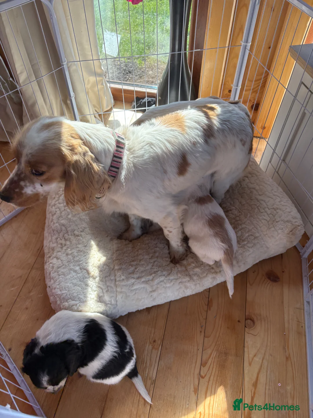 Cocker Spaniel dogs for sale: Lovely puppies  - Advert 2