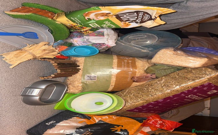 Hamster rodents Hamster cage - Advert 2