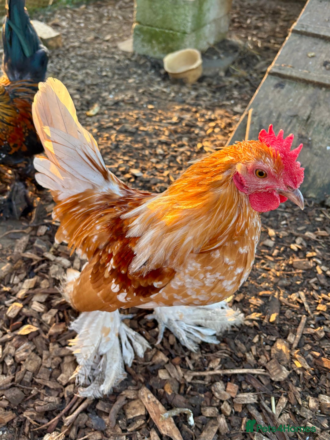 Chickens poultry for sale: Sablepoot Booted Bantam Pullets & Cockerels - Advert 5