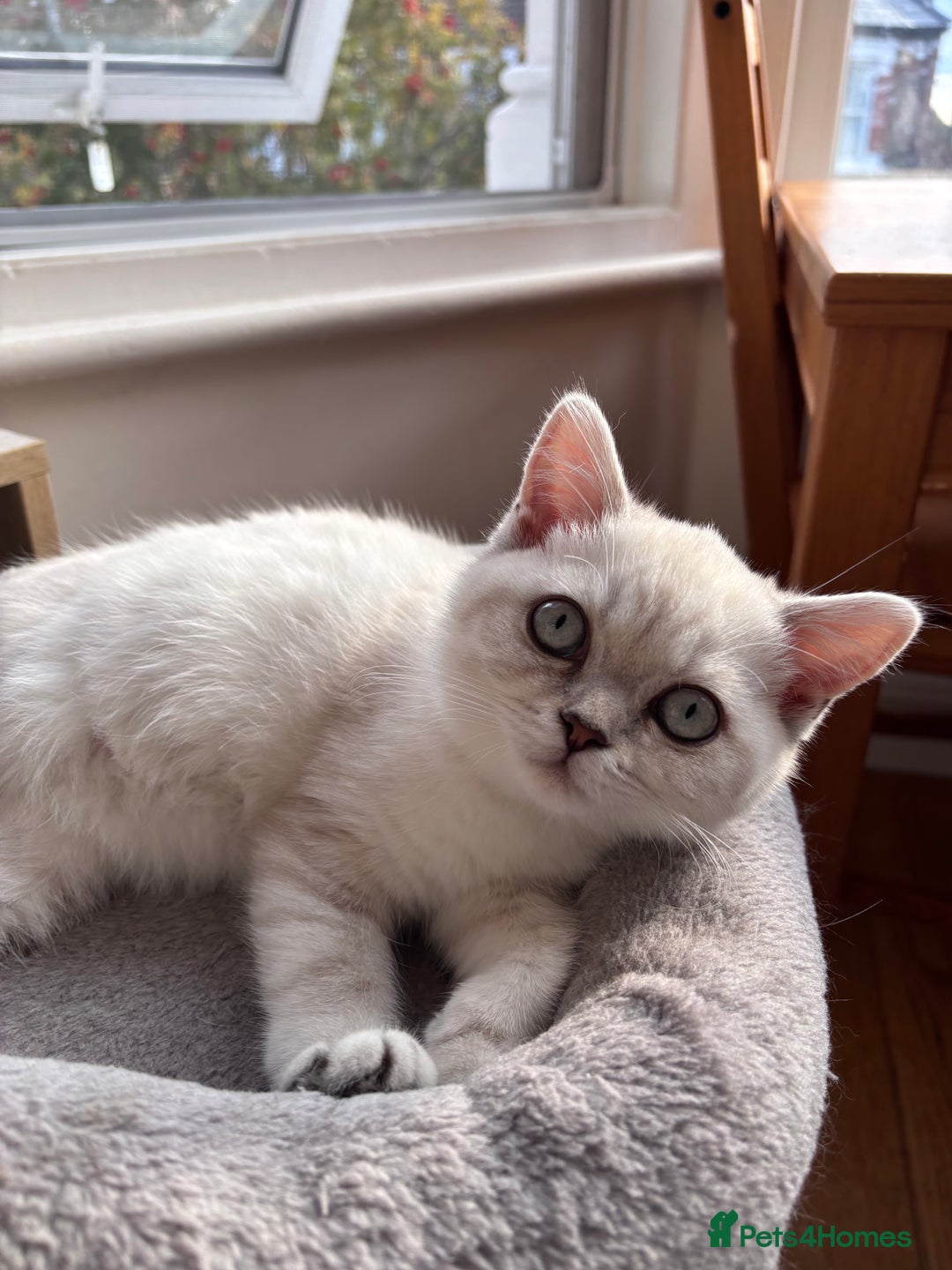 British Shorthair cats for sale: Silver shaded British Shorthair Kitten - Image 9