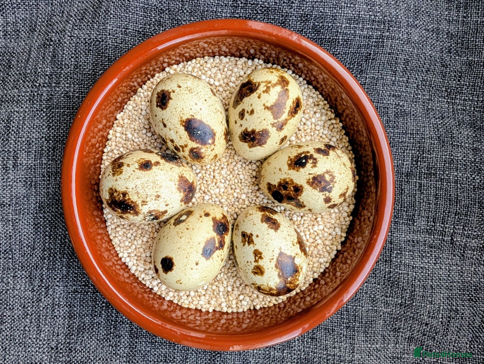 Quail poultry Jumbo Coturnix Quail - hatching eggs, chicks - Advert 4