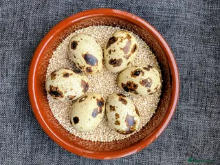 Quail poultry Jumbo Coturnix Quail - hatching eggs, chicks - Advert 4