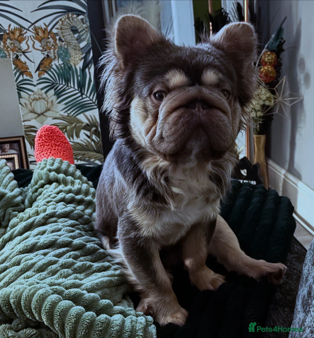 French Bulldog dogs for stud:  **  Fluffy Frenchie for stud. in Liverpool - Advert 1