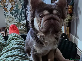 French Bulldog dogs ** Fluffy Frenchie for stud. - Advert 1