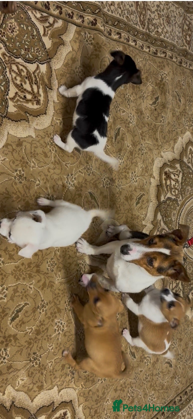 Jack Russell dogs for sale: Jack russel pups  - Advert 23