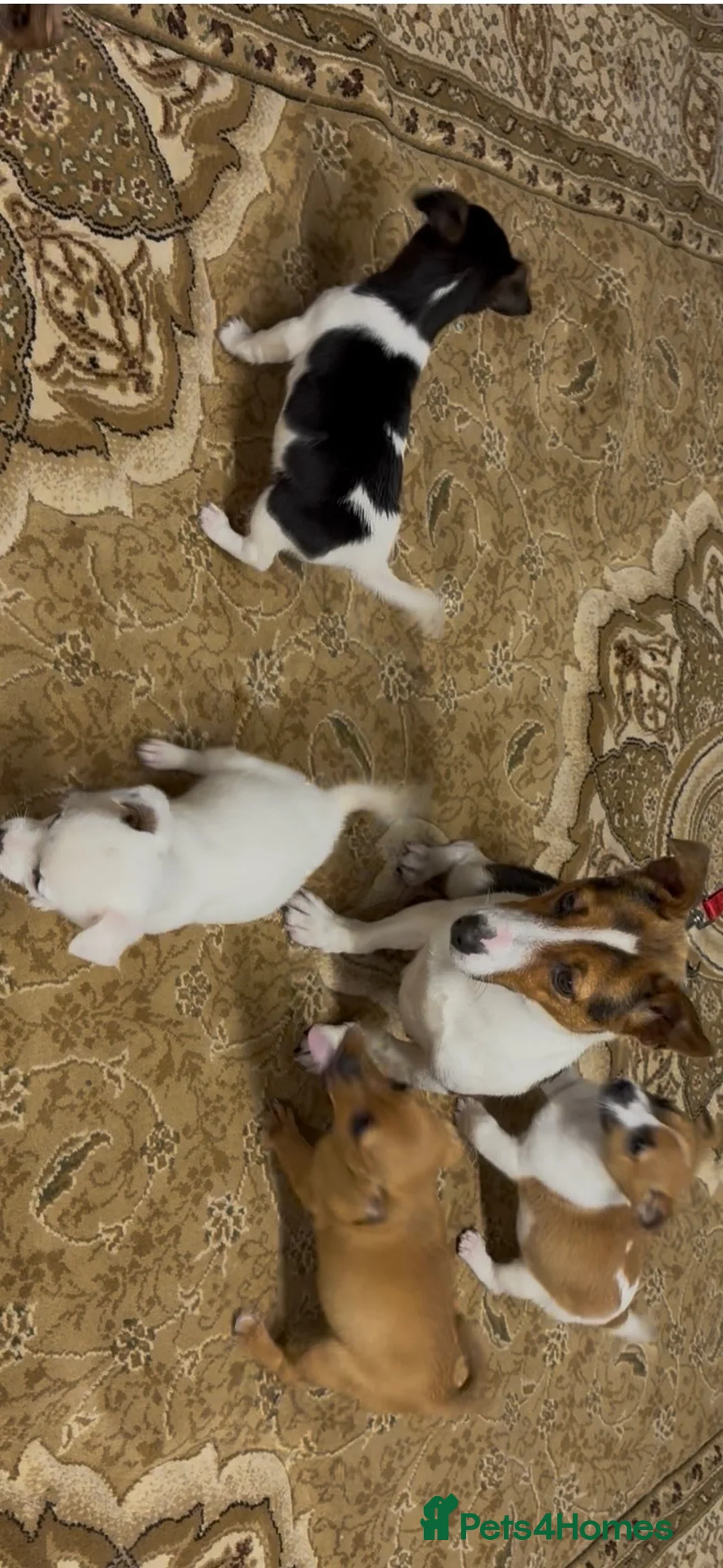 Jack Russell dogs for sale: Jack russel pups  in Darwen - Advert 1