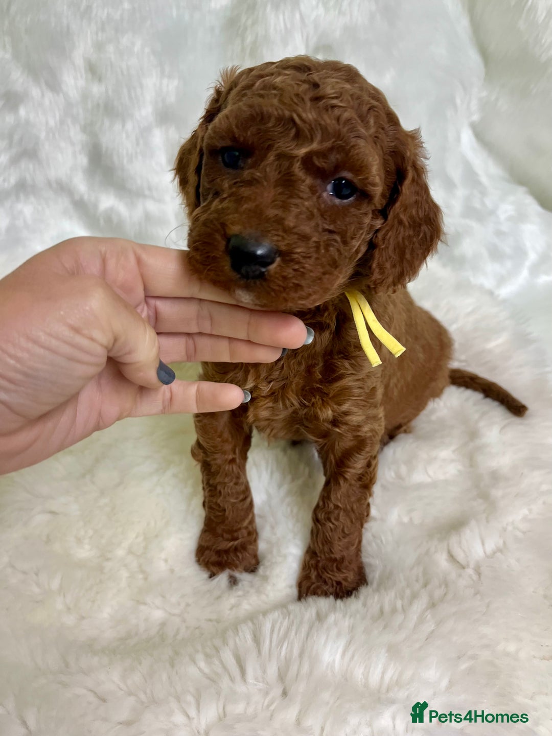 Goldendoodle dogs for sale: multigenerational Australian Golden doubledoodles - Advert 28