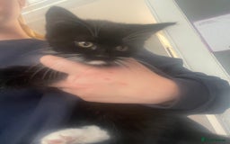 Mixed Breed cats for sale: 2 stunning little kittens for sale - Image 10