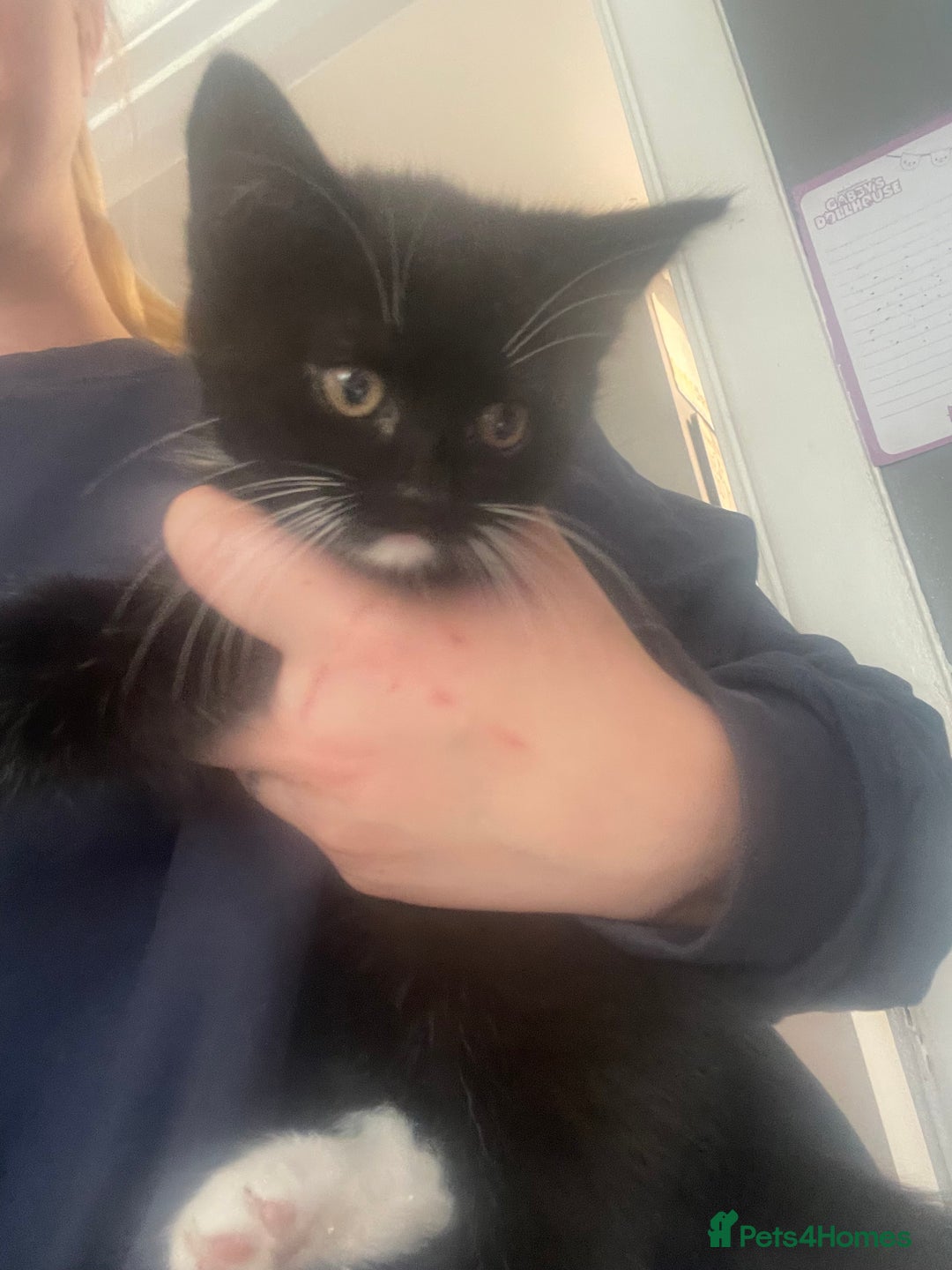 Mixed Breed cats for sale: 2 stunning little kittens for sale - Image 10