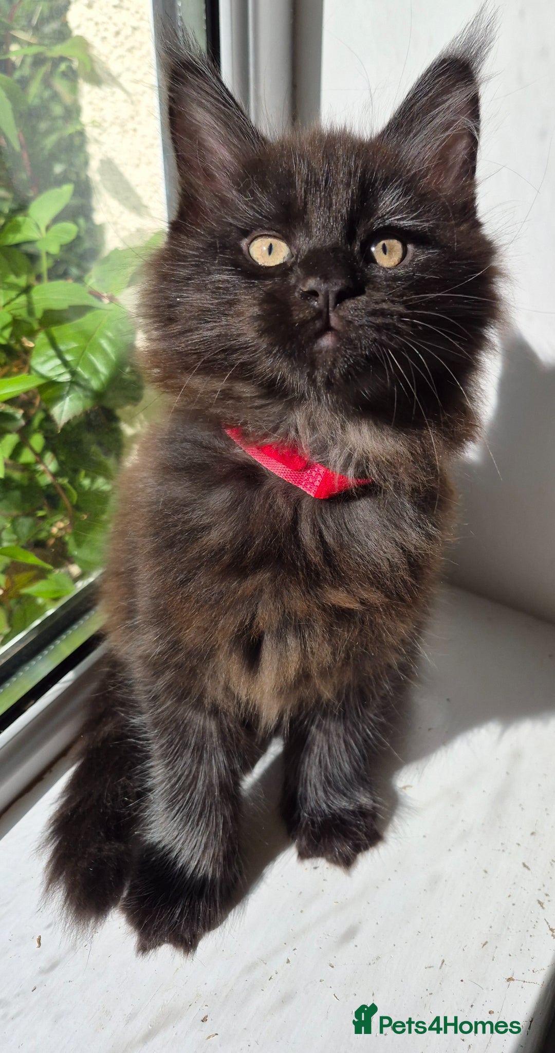 Maine Coon cats XL maine coon kittens for sale  - Advert 5