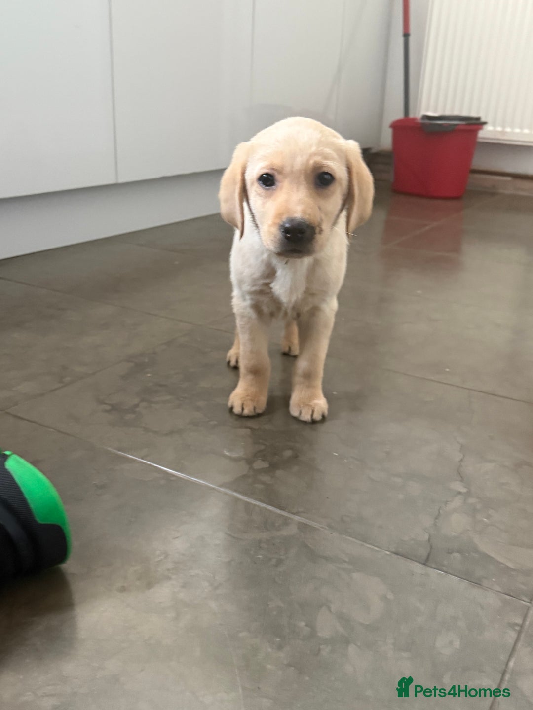 Labrador Retriever dogs for sale: Golden Labrador puppy’s  - Image 8