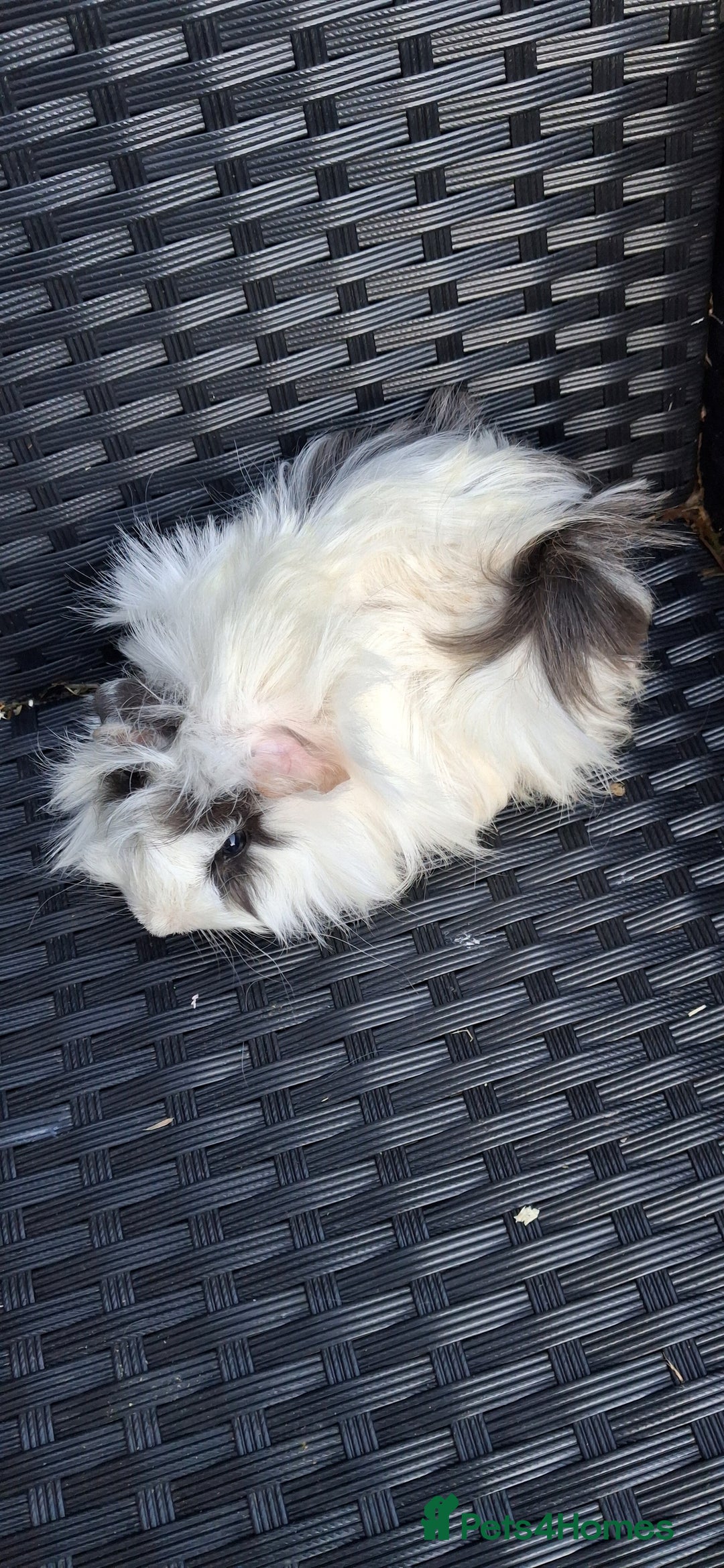 Guinea Pig rodents for sale: Baby boy guinea pigs ready to leave now  - Advert 14