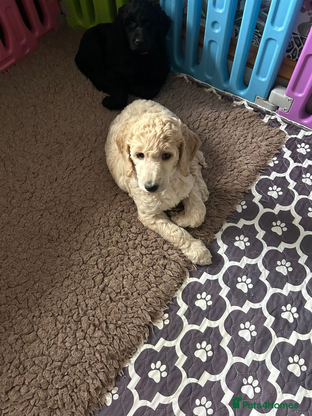 Standard Poodle dogs for sale: Beautiful standard poodle puppies - Advert 31