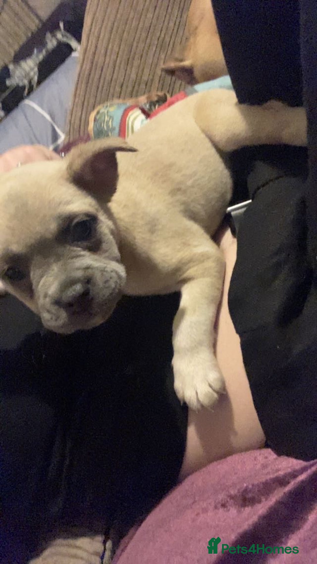 Mixed Breed dogs for sale: French bulldog x staffy - Image 3