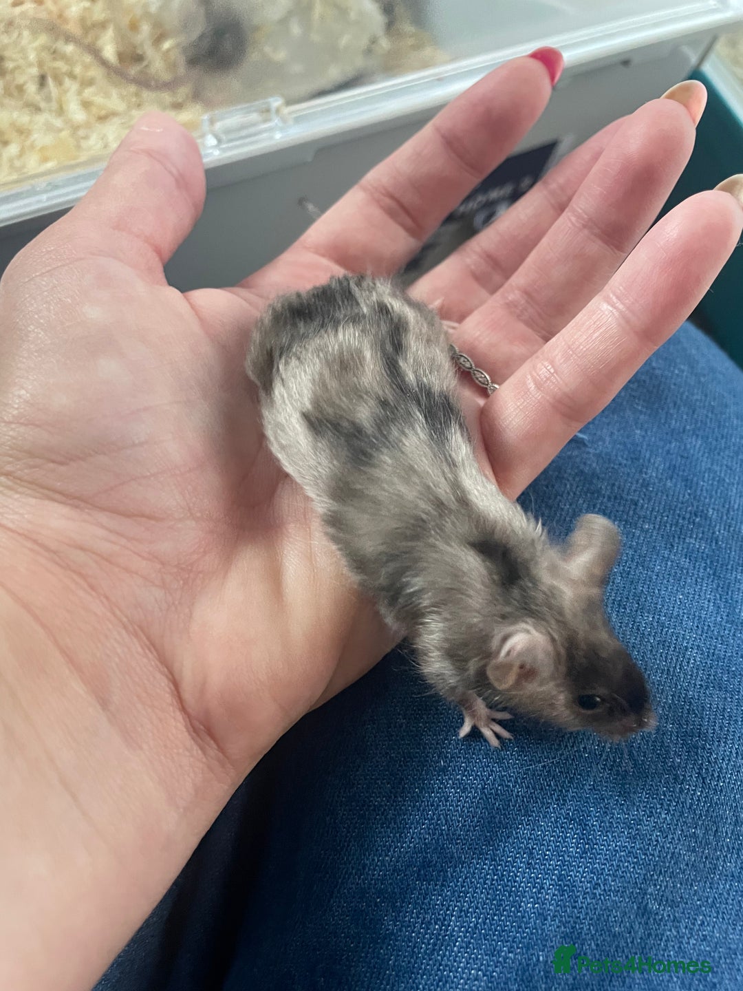 Mouse rodents for sale: Beautiful fancy mice ready now - Image 6