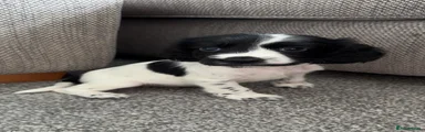 Cocker Spaniel 1