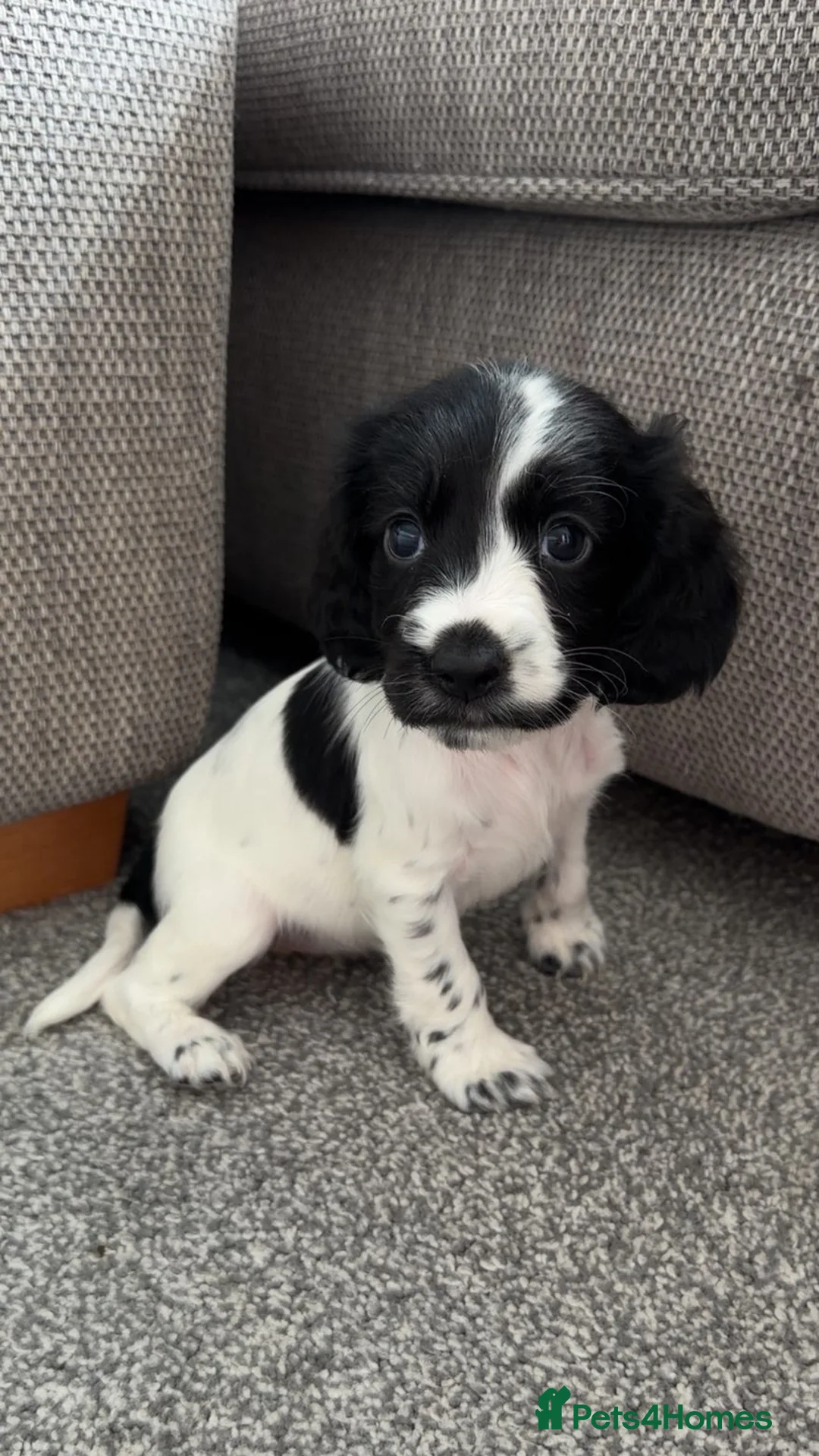 Cocker Spaniel dogs for sale: Black and white puppy  - Advert 5