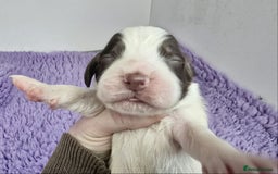 English Springer Spaniel dogs for sale: KC Vet DNA Home Socialised Springer Pups 5 ⭐️ - Image 11