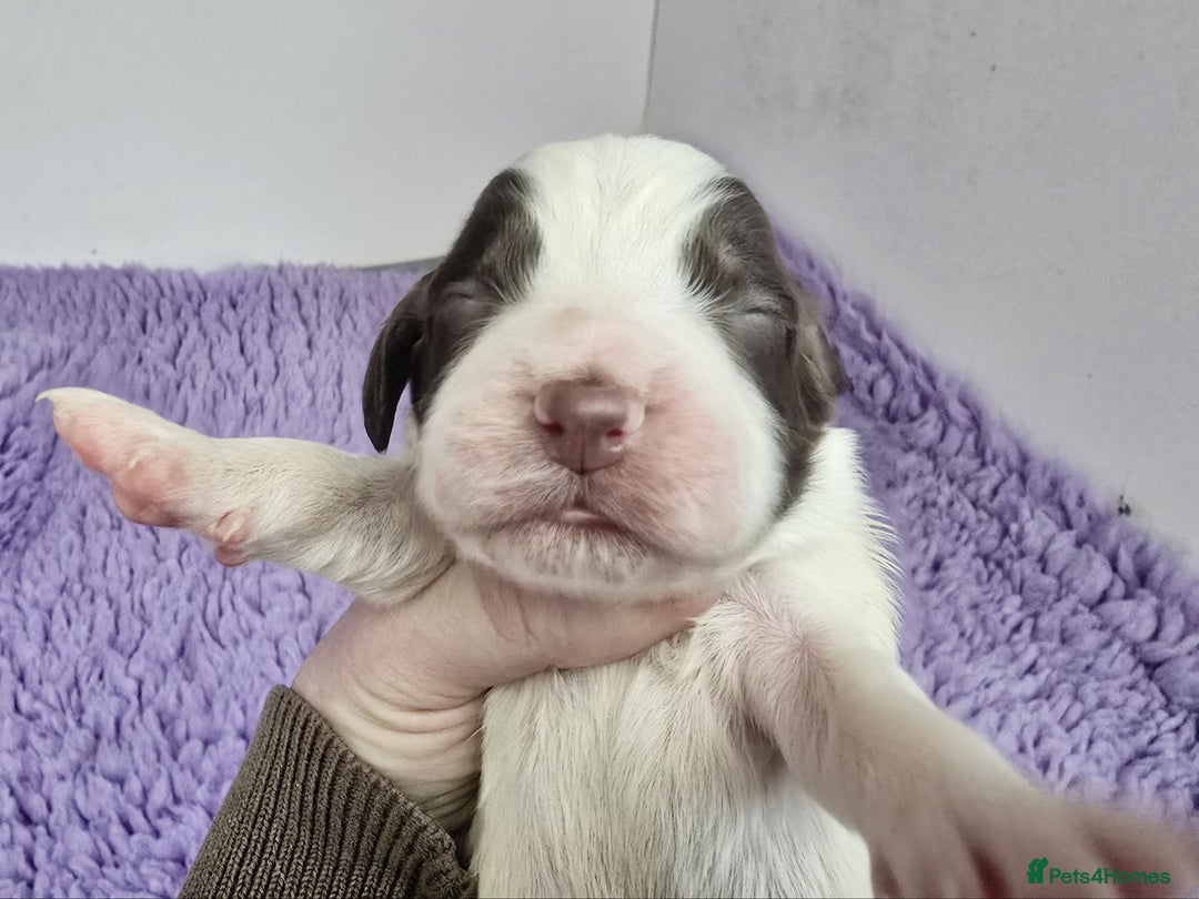 English Springer Spaniel dogs for sale: KC Vet DNA Home Socialised Springer Pups 5 ⭐️ - Image 11