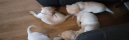 Labrador Retriever dogs for sale: 6 beautiful labrador puppies  - Advert 30