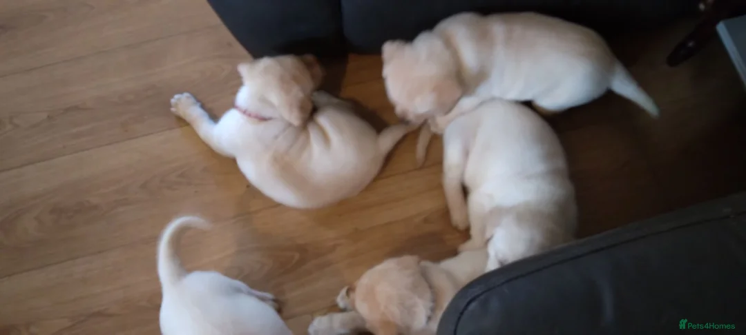 Labrador Retriever dogs for sale: 6 beautiful labrador puppies  - Advert 30