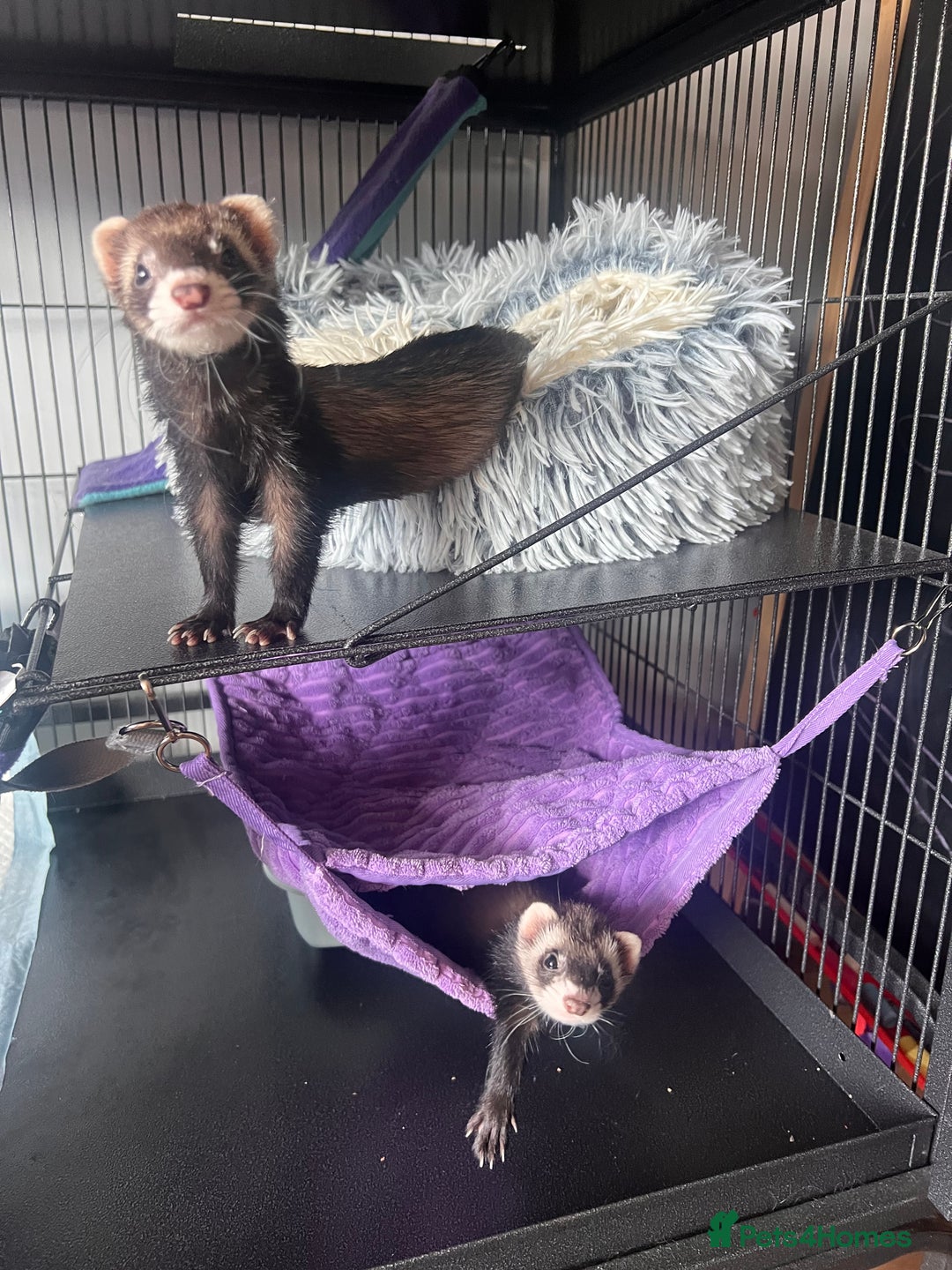 Ferret rodents for sale: 2 Bonded male ferrets, cage and full set up - Image 10