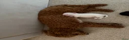 Maltipoo dogs for sale: Maltipoo puppies  - Advert 7