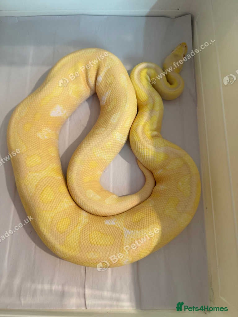 Python Snake reptiles Mixed ball pythons - Advert 3
