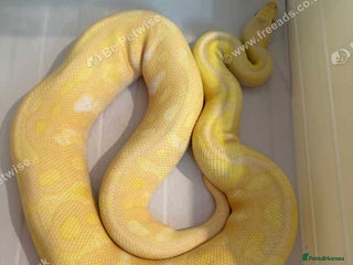Python Snake reptiles Mixed ball pythons - Advert 3