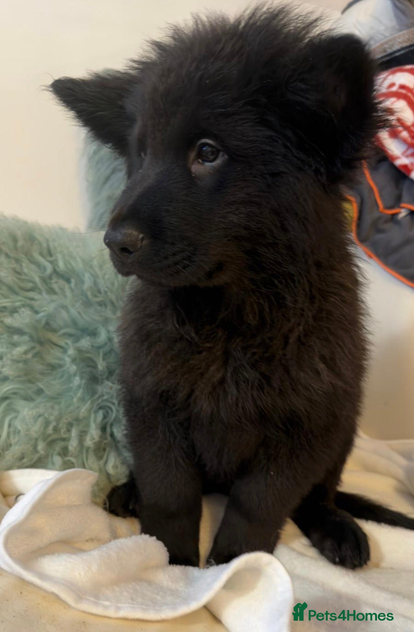 Mixed Breed dogs 🧸CHOW SHEPHERDS🧸 last pup - Advert 3