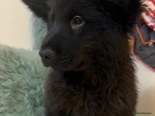 Mixed Breed dogs 🧸CHOW SHEPHERDS🧸 last pup - Advert 3
