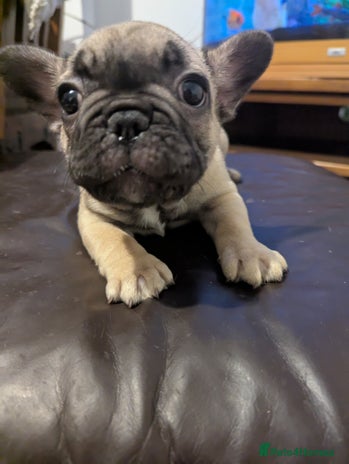 French Bulldog dogs - Advert 12