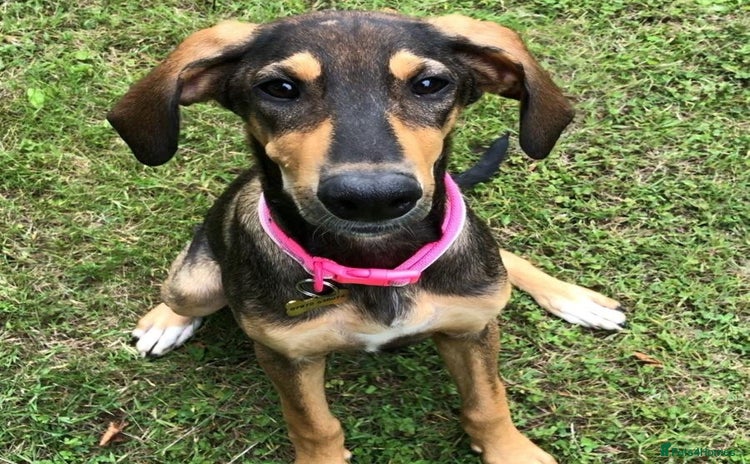 Mixed Breed dogs - Advert 3