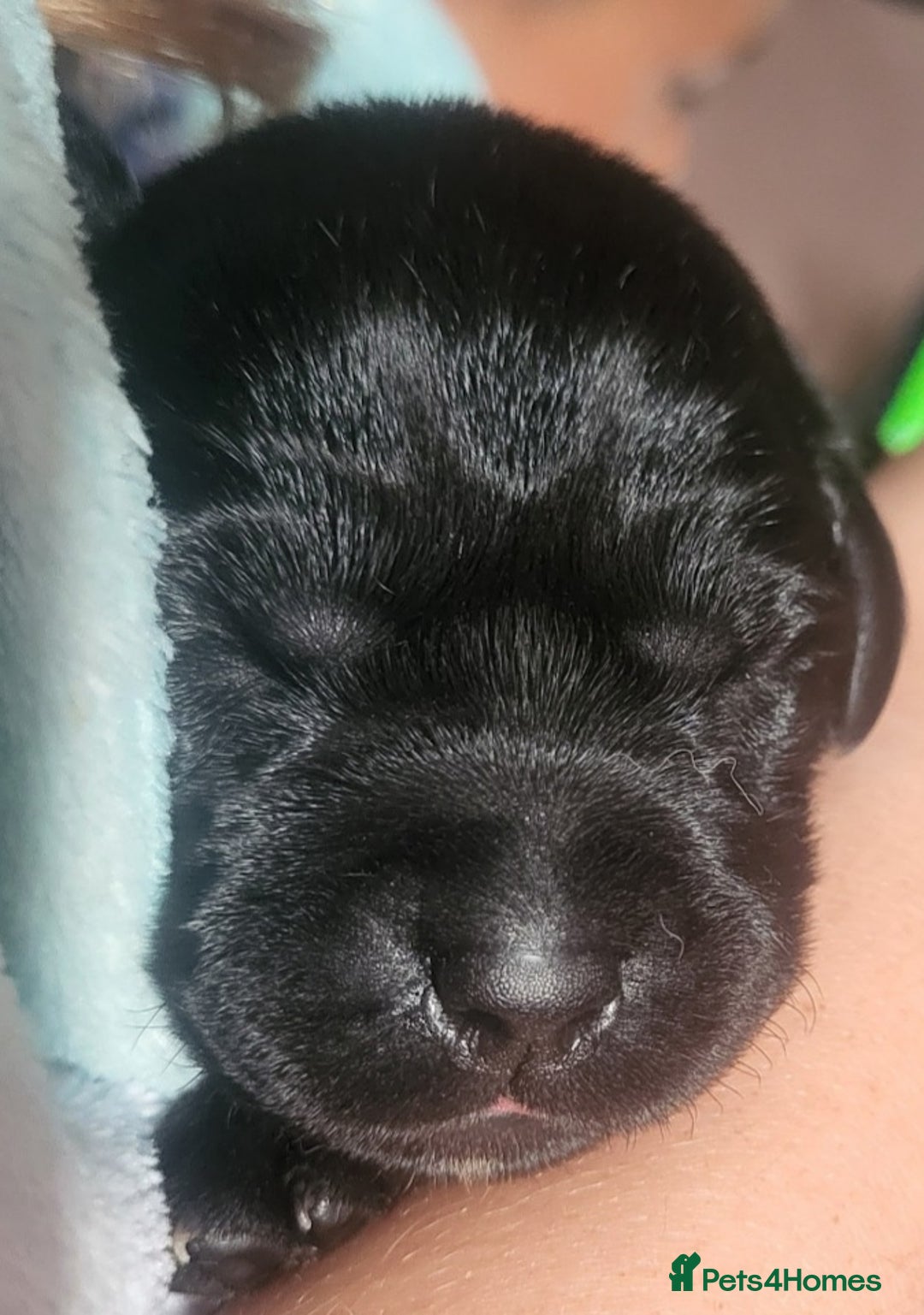 Labrador Retriever dogs for sale: Labrador Puppies for sale pedigree  - Image 25