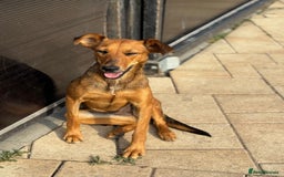 Mixed Breed dogs for adoption: Our lovely Angie, available for cuddles - Image 6